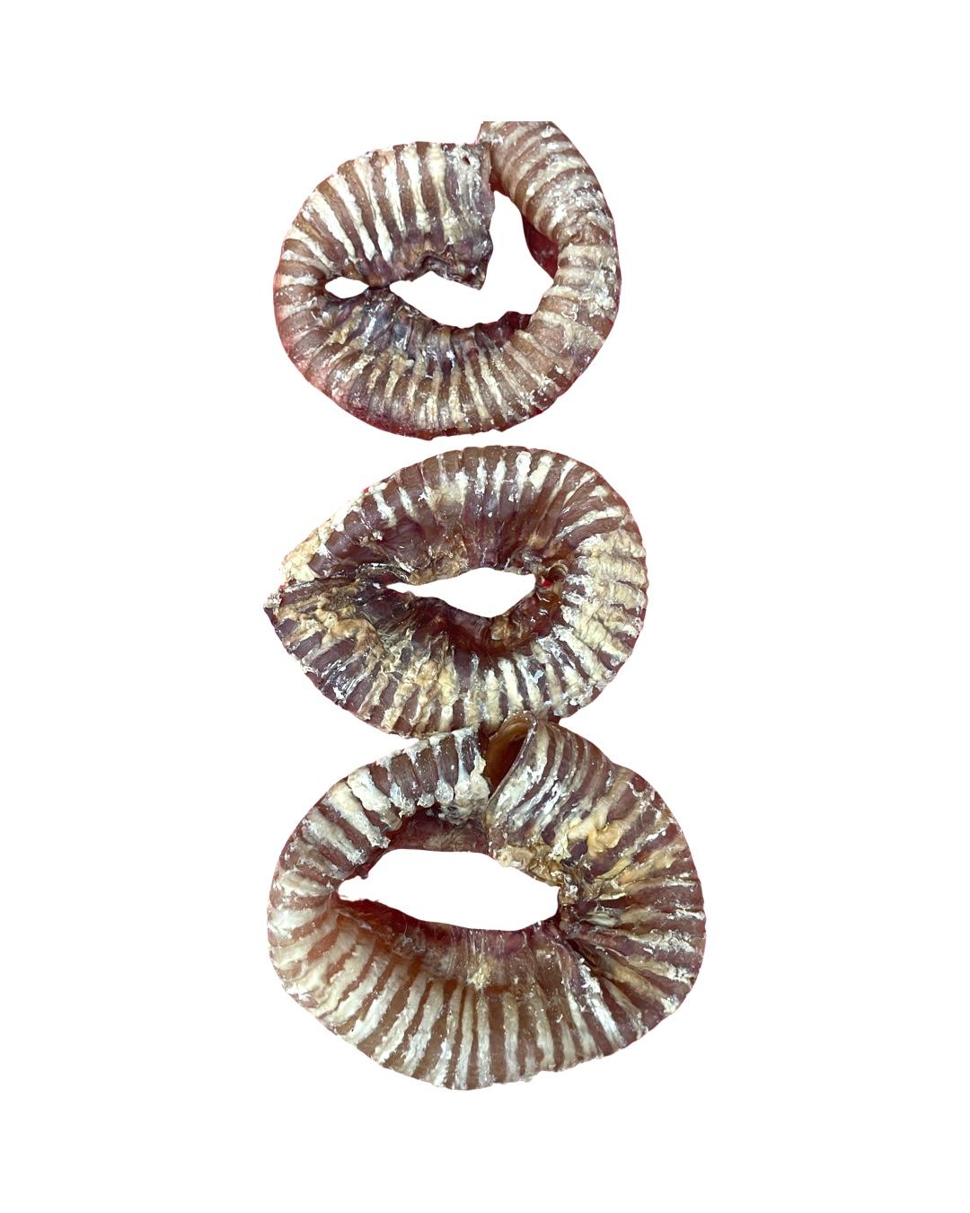 Trachea Rings